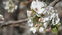 White Cherry Blossoms von Christopher Mathies