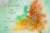 Schmetterling Kaisermantel by havelmomente