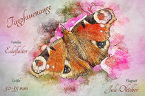 Schmetterling Pfauenauge by havelmomente