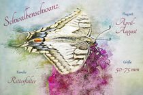 Schmetterling Schwalbenschwanz auf Sommerflieder by havelmomente