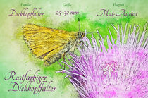 Schmetterling Rostfarbiger Dickkopffalter auf Distel by havelmomente