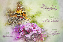 Schmetterling Diestelfalter auf Blume. Aquarell. von havelmomente