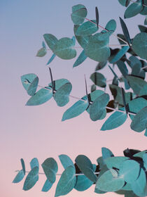 Eucalyptus by Andrei Grigorev