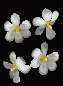 Tulpenblüte von Carmen Varo