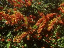 Bright pyracantha by giart