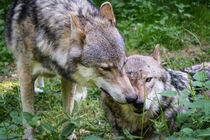 Domestic wolves by raphotography88