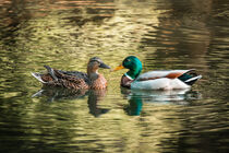 Swimming ducks showing their love von raphotography88