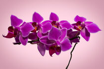 Pink orchid flower branch by raphotography88