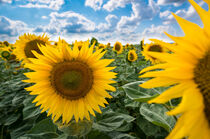Sunflower field under cloudy sky by raphotography88