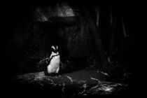 Penguin in black and white  by whiterabbitphoto