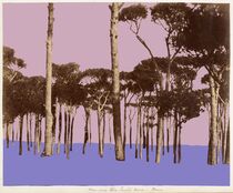 pinewoods by Barbara Rehbehn