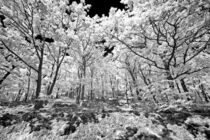 Lichter Wald von bauer-photography