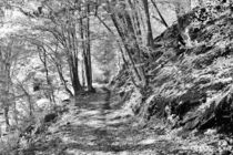Waldweg von bauer-photography