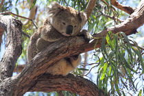 Koala (Phascolarctos cinereus) von Dirk Rüter
