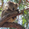 20150112-013-d-koala