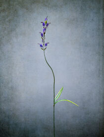 Bent Flower Stem by William Schmid
