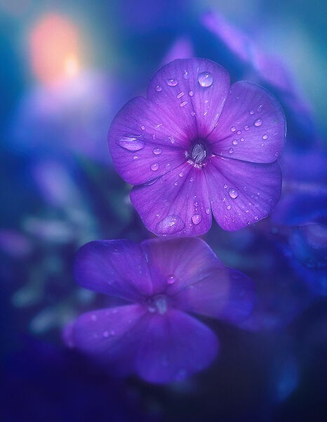 Purple-flower-sun-40-end