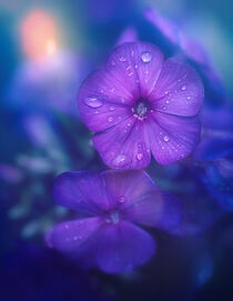 Purple Lilies by William Schmid