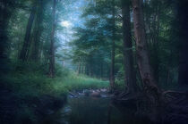 Forest creek in the morning von William Schmid