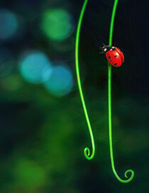 The Lady Bug by William Schmid