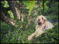 Blue amongst the Bluebells by ANNIE BUNGEROTH