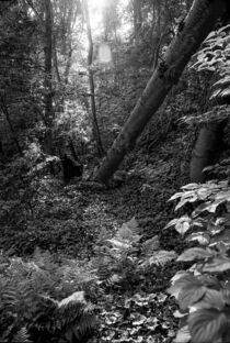 In the Forest Primeval von David Halperin