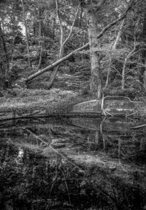 Forest Pool Calm by David Halperin