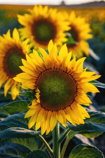 Sonnenblumen von Steffen Gierok
