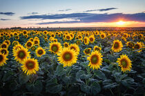 Sonnenblumen im Sonnenuntergang by Steffen Gierok