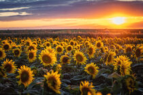 Sonneblumen von Steffen Gierok