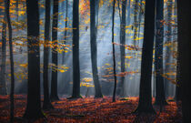 Herbstfarben von Carsten Meyerdierks