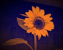 Sonnenblume - farbig by maja-310