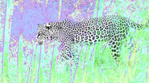 Leopard im der Wildnis by Eva Dust