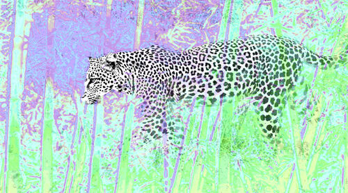 Leopardbunt