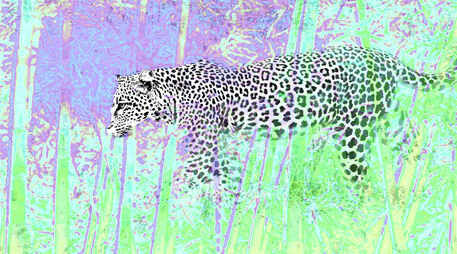 Leopardbunt