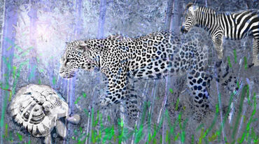 Leopardzebra