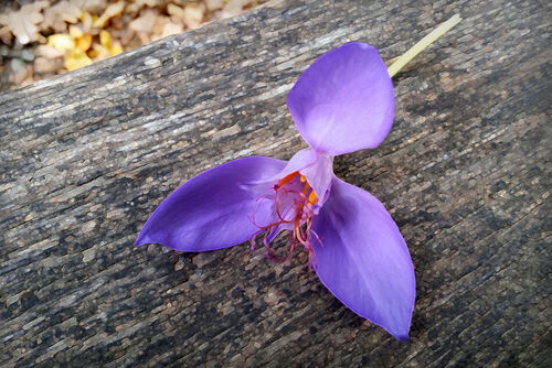 Purple-flower-on-a-bench