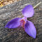 Purple-flower-on-a-bench