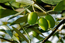 Les olives vertes 