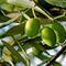 Les-olives
