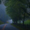 Fog-road-trees-pleasant-valley-50-end