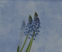 Grape hyacinth by Anne Seltmann