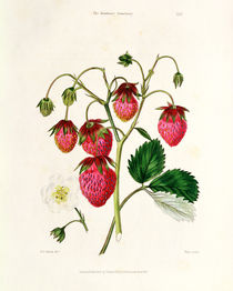The Roseberry Strawberry by Edwin Dalton Smith