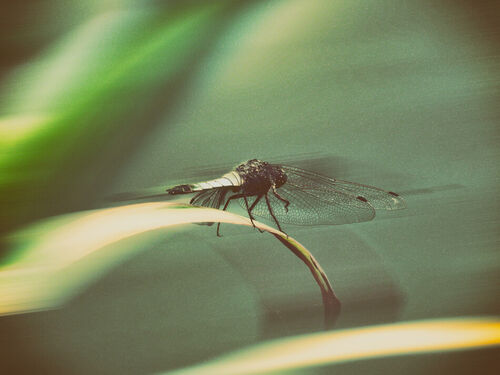 Dragonfly-dscn4165
