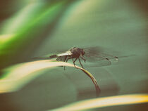 Dragonfly by Ingo Menhard