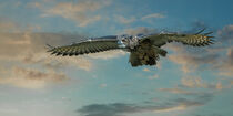 Eagle Owl Soaring by David Tyrer