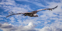 Griffon Vulture Soaring by David Tyrer