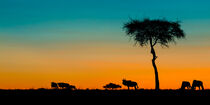 Twilight in the Masai Mara von David Tyrer