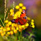 Autumnal-blossoms-with-peacock-butterfly