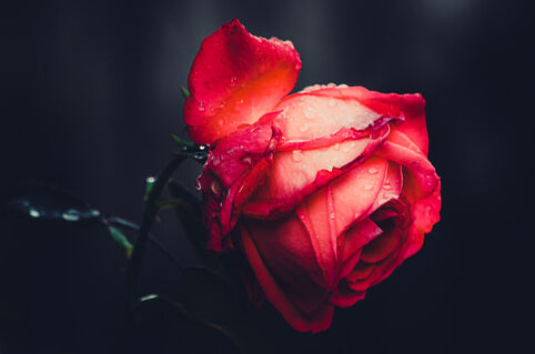 Dsc-1880-the-beauty-of-a-red-rose